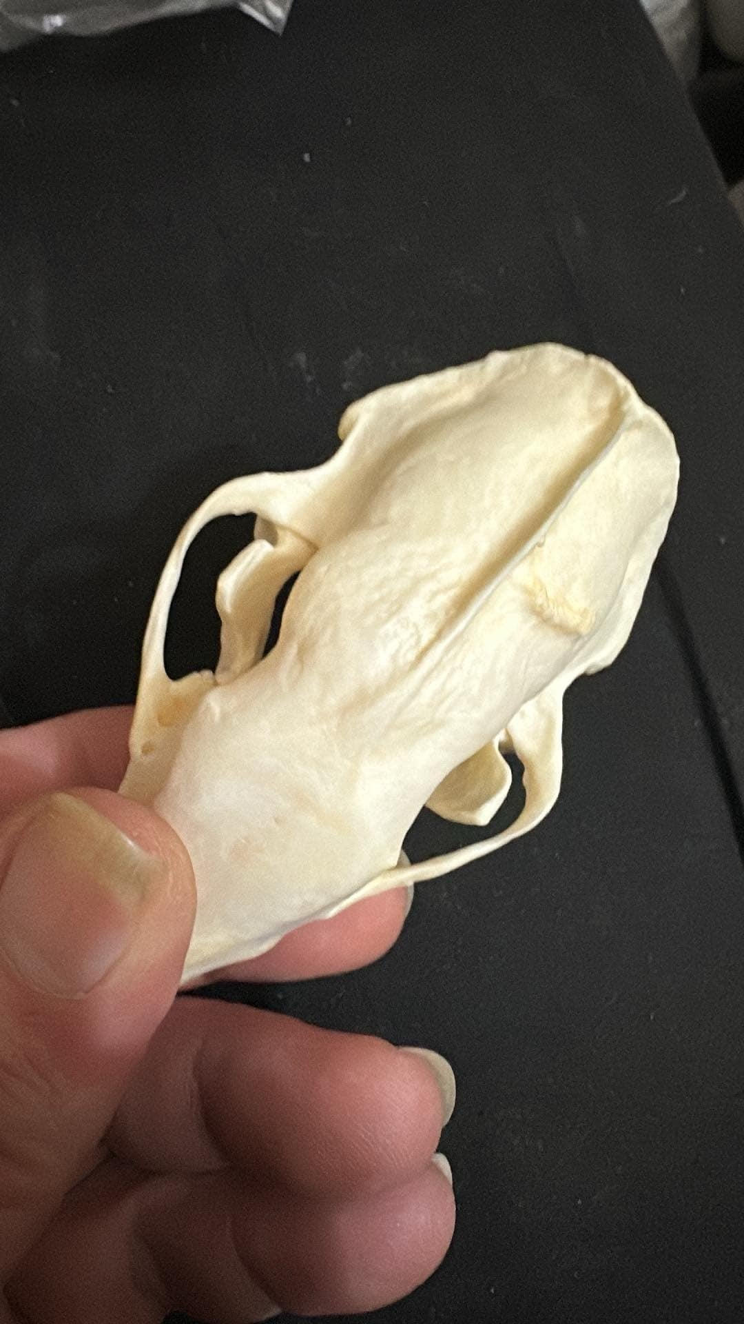 Pathological Skunk skull