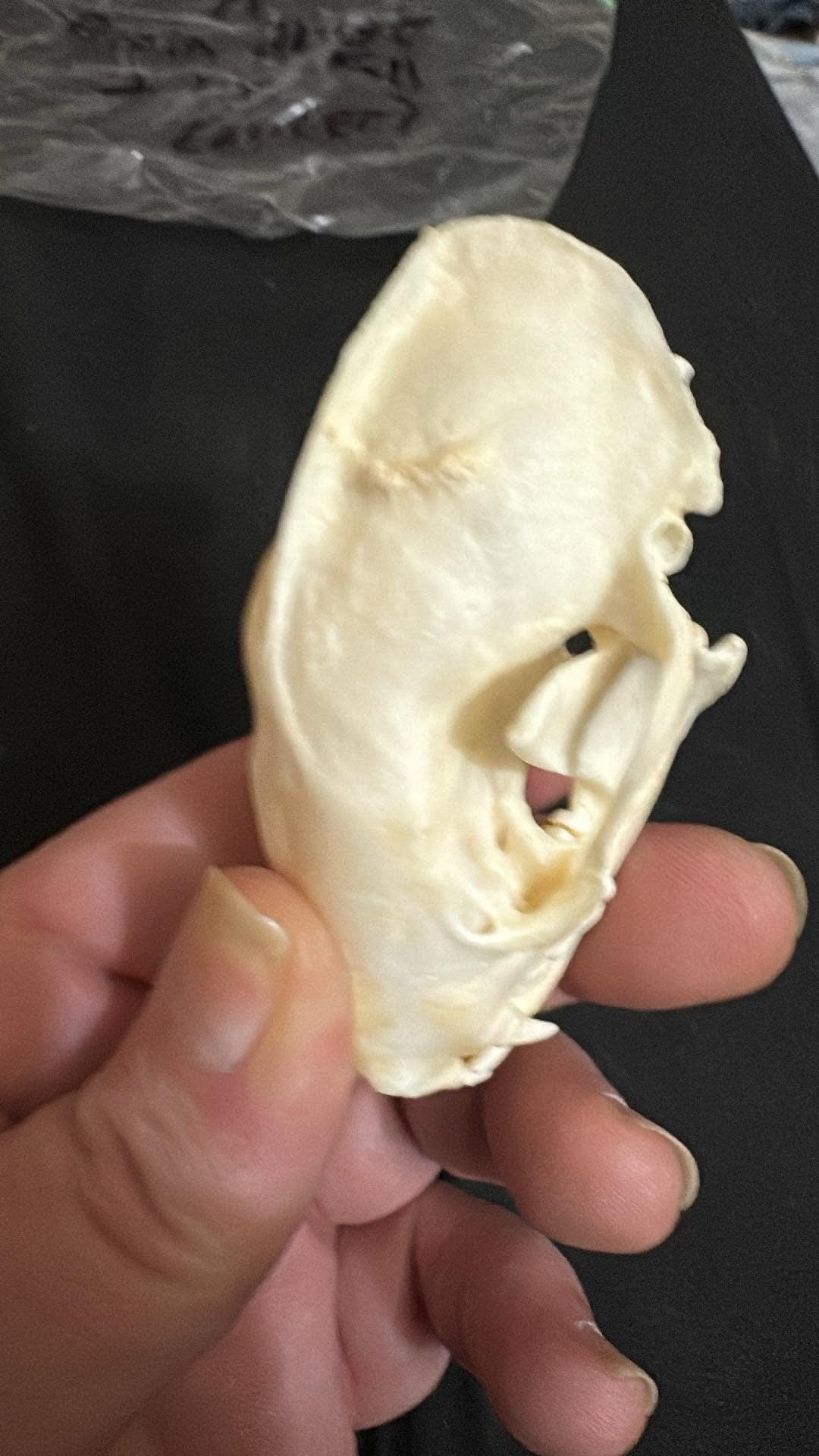 Pathological Skunk skull